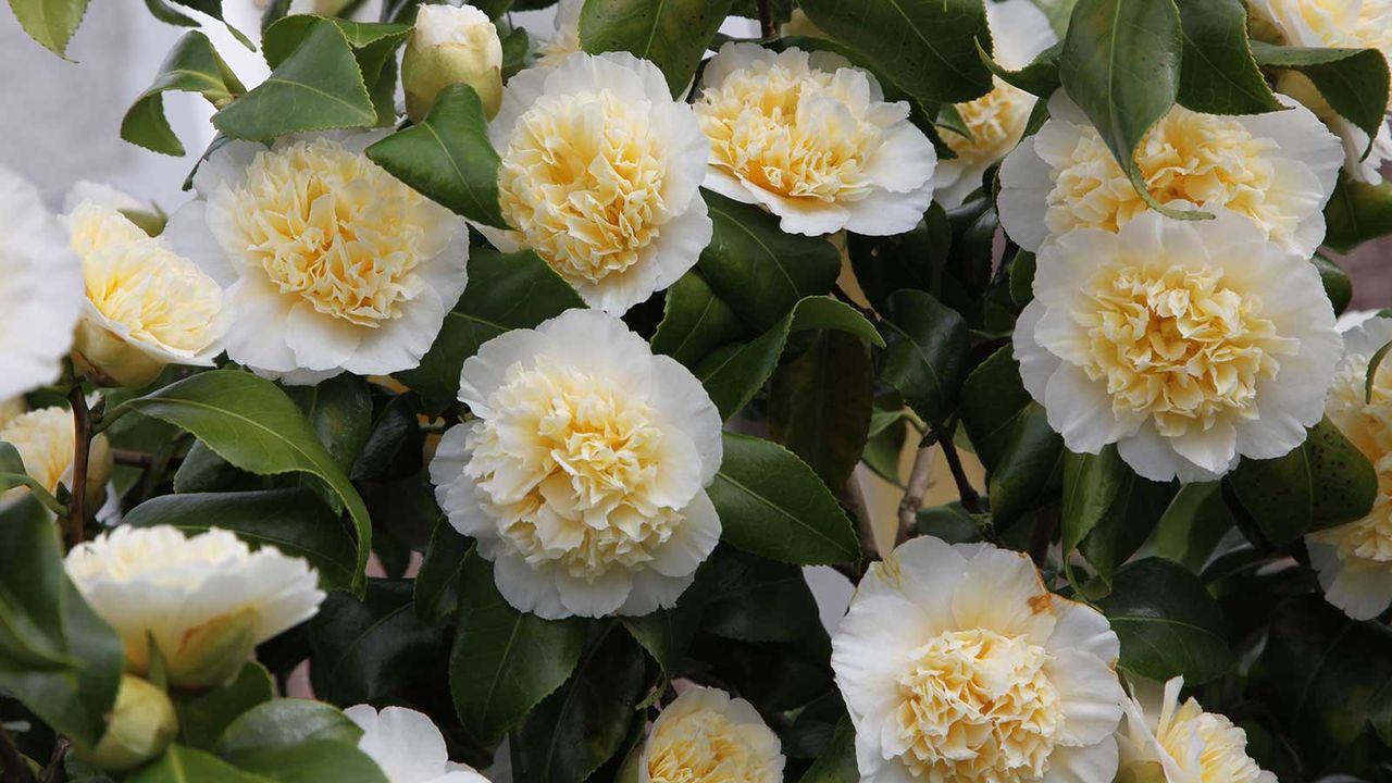 Camellia Jury&#039;s Yellow