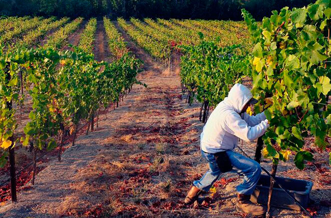 Pinot Noir harvesting at Iron Horse Vineyards, Green Valley, Sonoma County