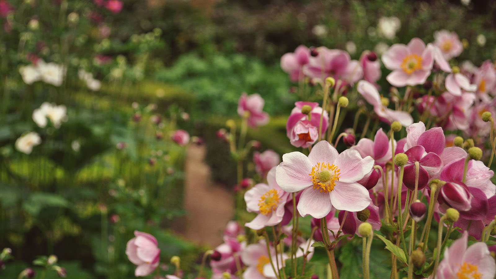 Clusters of delicate pretty faded petal pink flowers in pleasant cottage garden