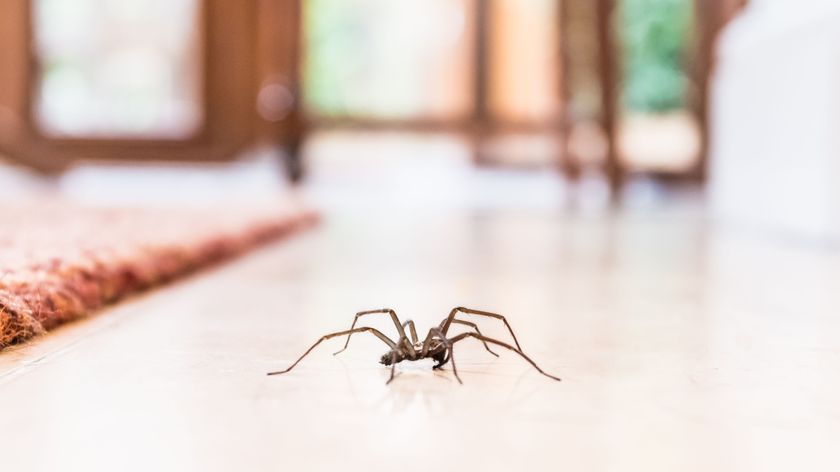 A spider crawling across the floor in a home