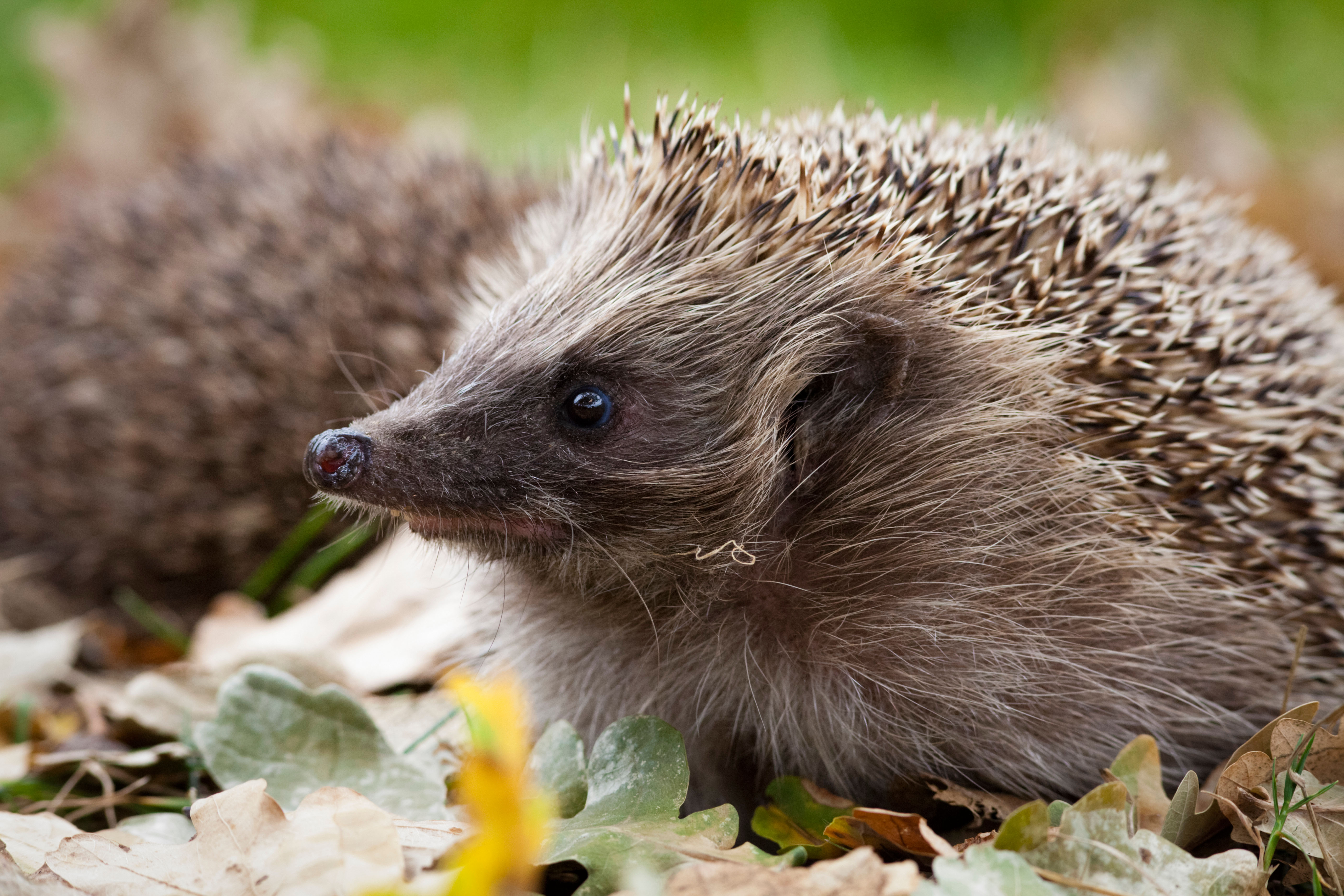 A spike in urban hedgehogs? Numbers appear to be on the rise.