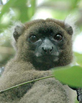 Greater bamboo lemur (Prolemur simus)