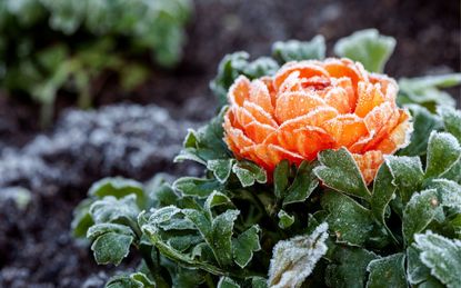 Flowers in frost