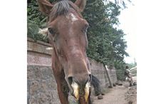 African-Horse-Sickness.jpg