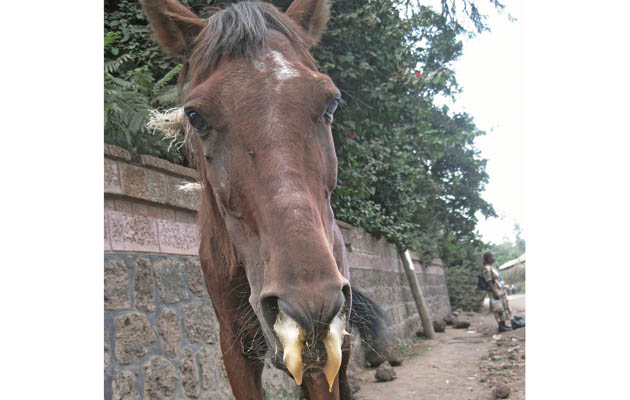 African-Horse-Sickness.jpg