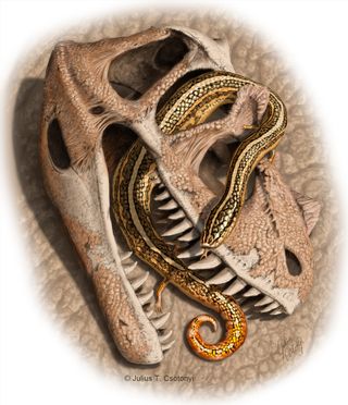 This image shows an artist’s depiction of the snake species Diablophis gilmorei hiding in the skull of hiding in a ceratosaur dinosaur. This species lived during the Upper Jurassic period, and its fossil was found in rocks called the Morrison Formation, in Fruita, Colorado.