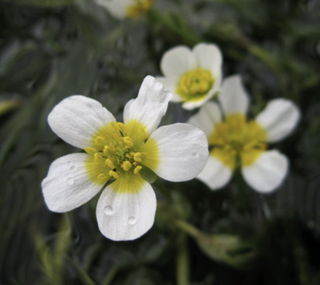 Yellow and white flower of Water Crowfoot