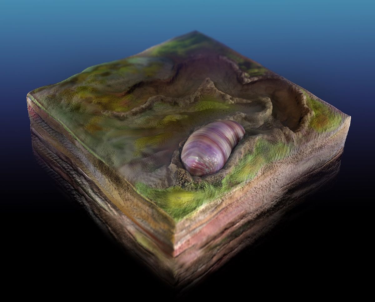 An artist&#039;s rendering of Ikaria wariootia and its 555-million-year-old burrow.