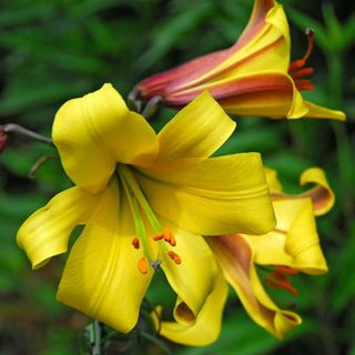 Trumpet lily Golden Splendor in closeup