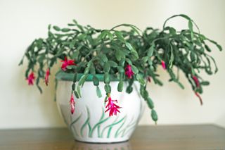 A Christmas Cactus plant in a white and green planter