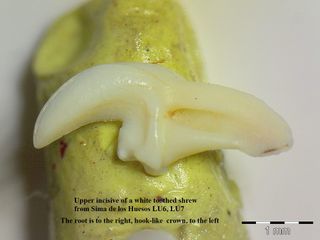 A tooth of the white-tooth shrew, <em>Crocidura</em>, discovered in the Spanish cave Sima de los Huesos.