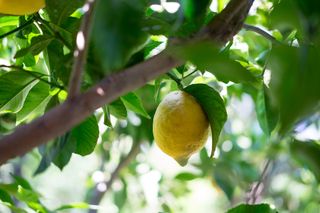 Lemon hanging from branch of lemon tree