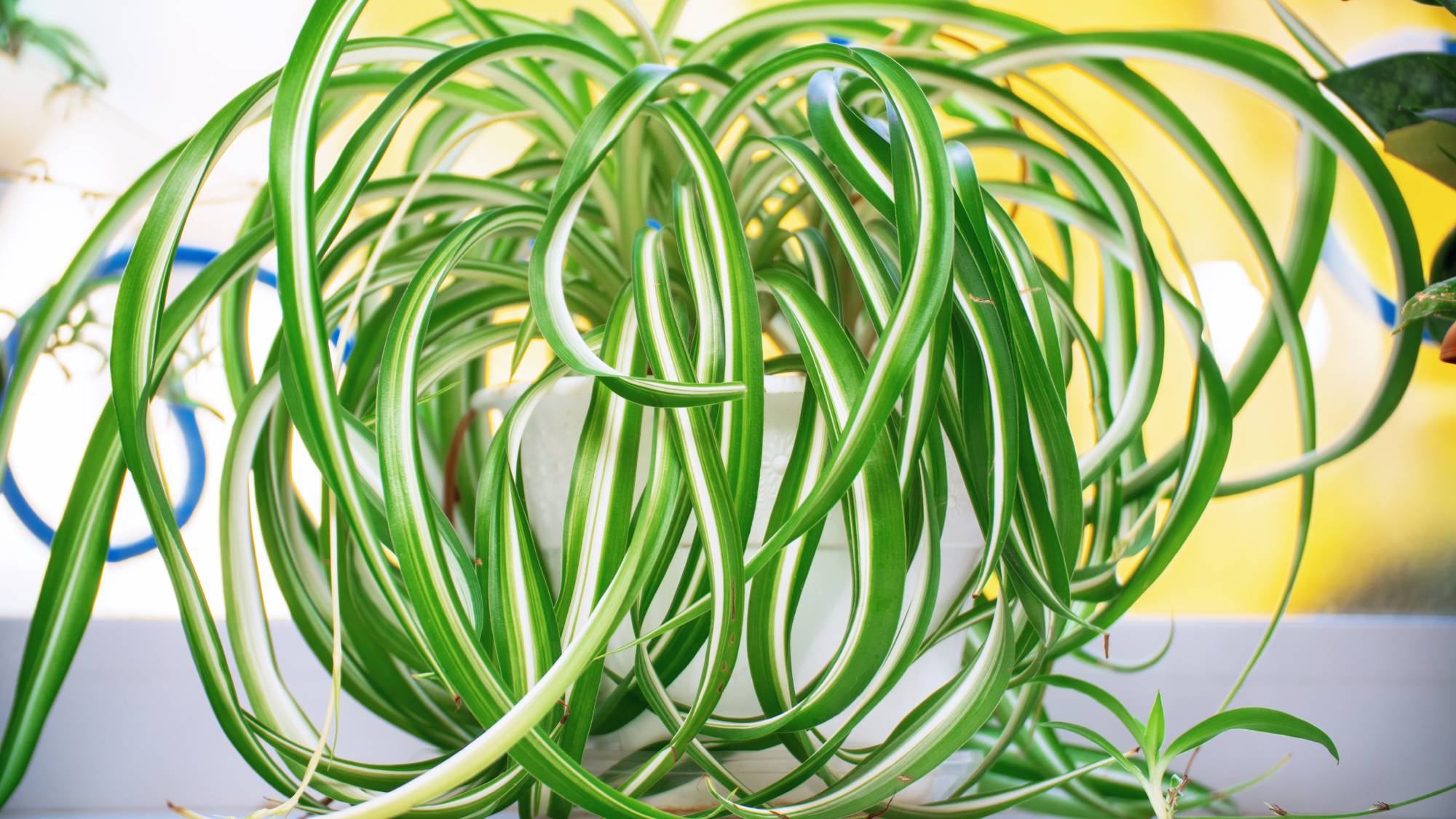 close up of a potted spider plant