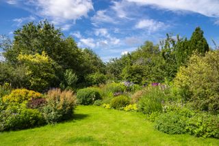 trees in a sunny garden