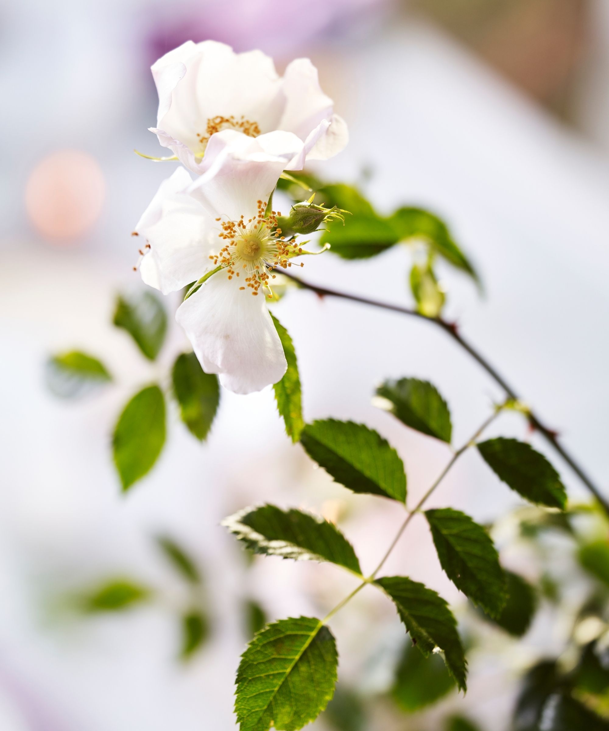A close-up of a cherry blossom plant.