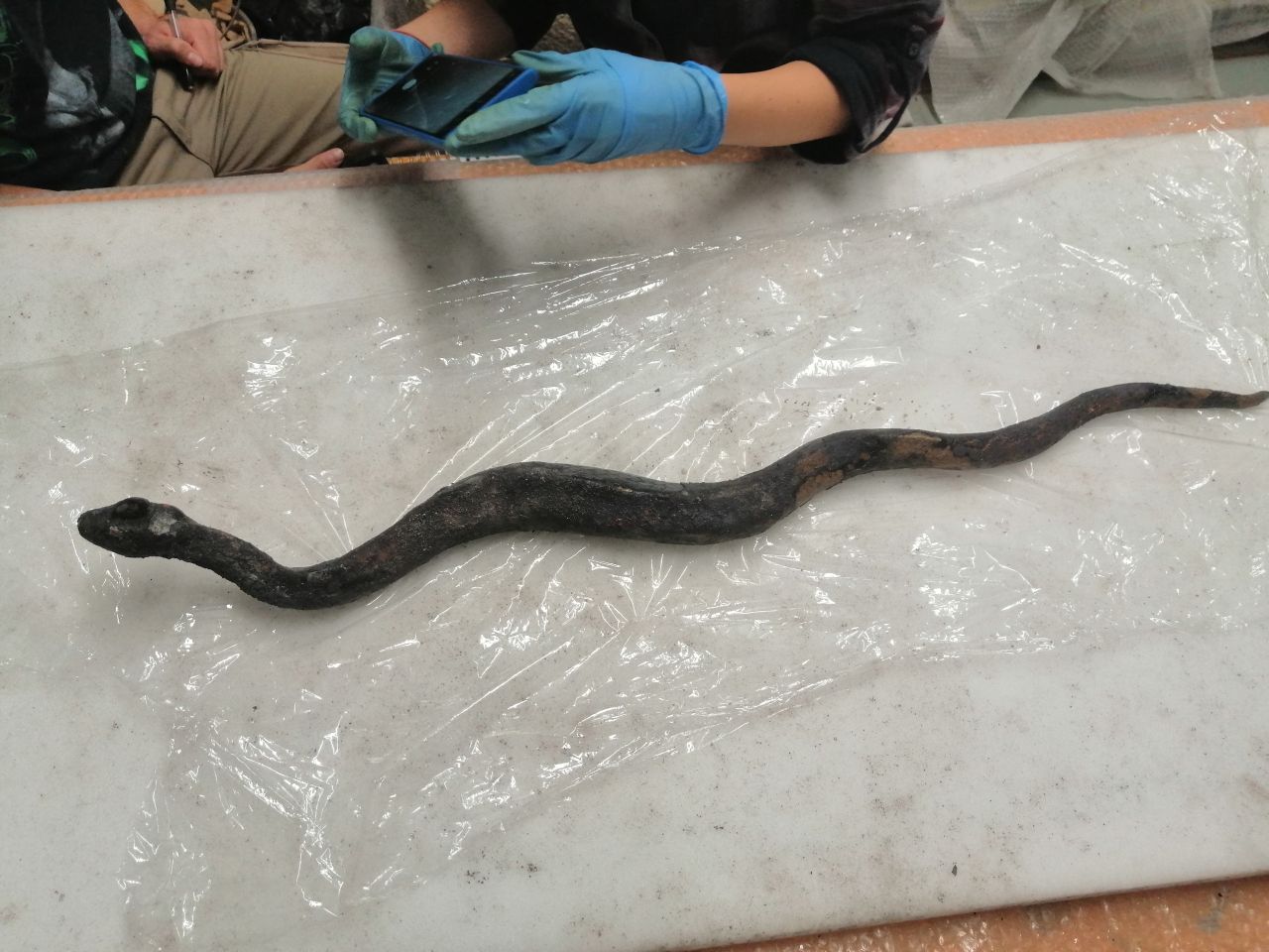 A snake statue on a table next to a person looking at it.
