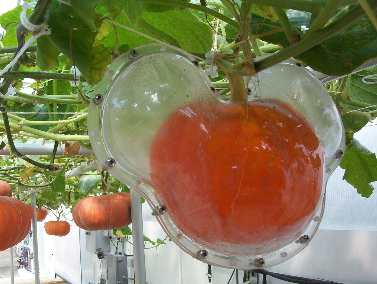 Pumpkin Growing In A Mold