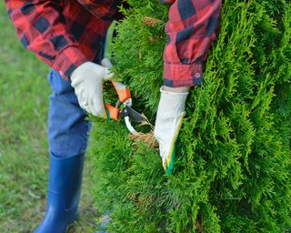 Gardener in checked shirt prunes arborvitae