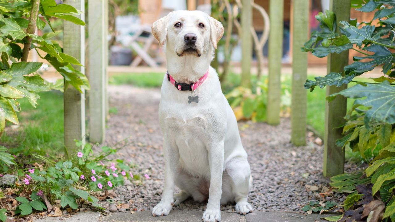 White Labrador with pink collar sat on garden path