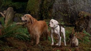 Shadow, Chance, and Sassy in the woods in Homeward Bound