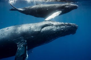 Humpback whales feature in The Mating Game episode 2.