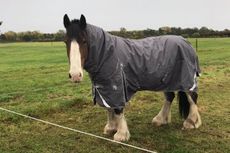 hovis-rug-new.jpeg