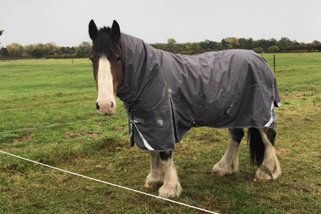 hovis-rug-new.jpeg