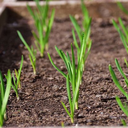 Sprouting garlic
