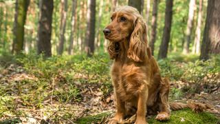 Cocker Spaniel