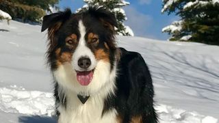 Dog in snow wearing pet tracker