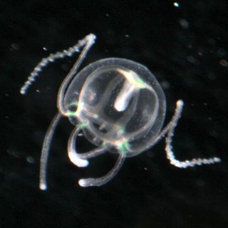 A ghostly juvenille flower-hat jelly