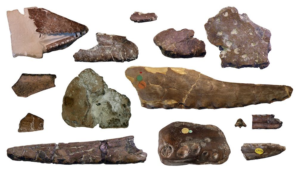 Pterosaur fossil fragments