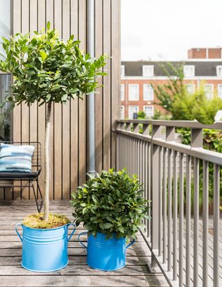 bay tree growing in a pot on a balcony