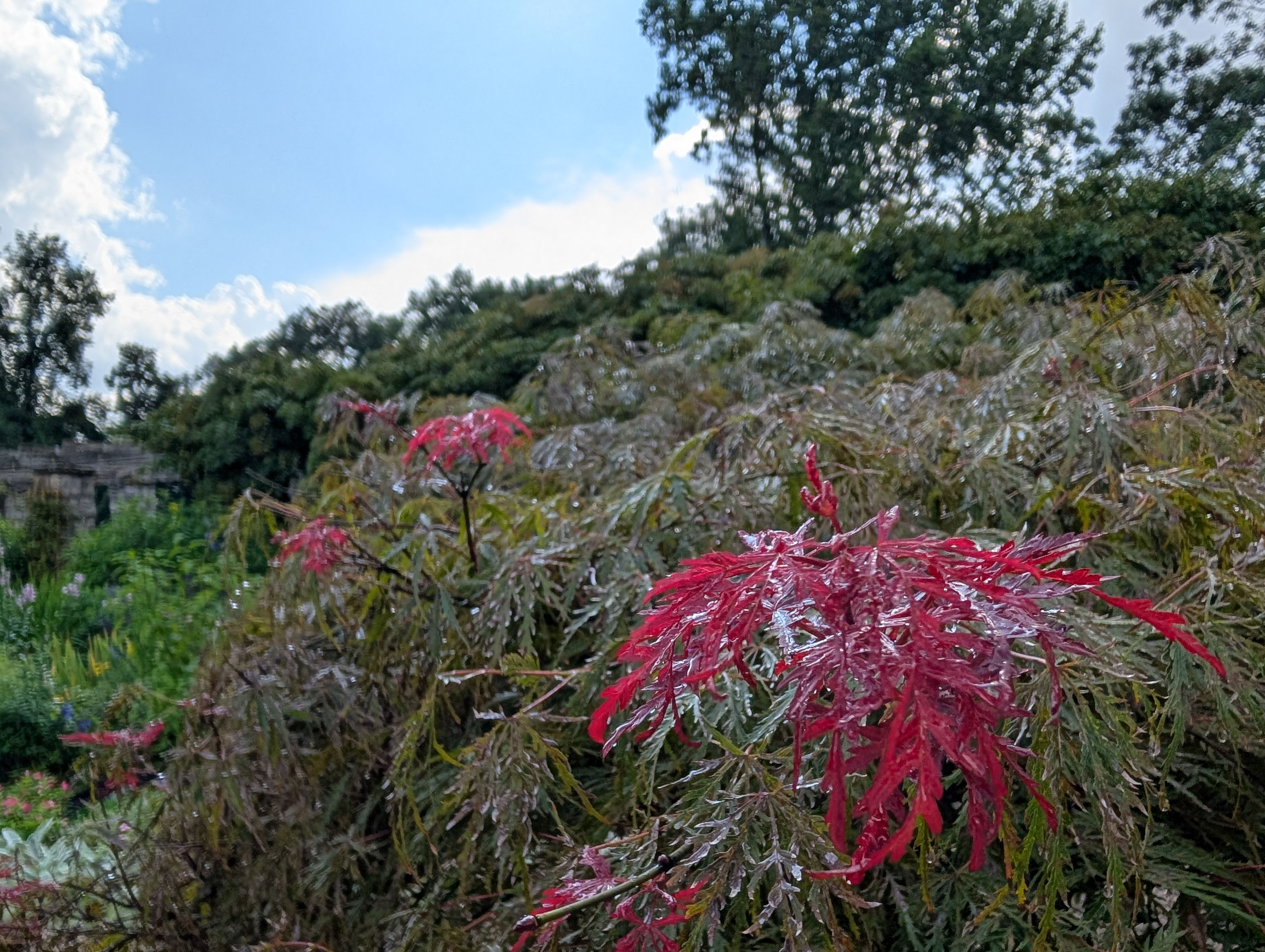 Japanese maple, shot with Google Pixel 9 and Google Pixel 9 Pro