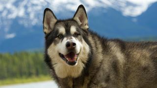 Dark colored alaskan malamute