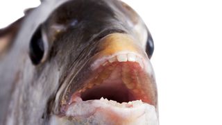 A southern sheepshead fish (Archosargus probatocephalus) showing its teeth.