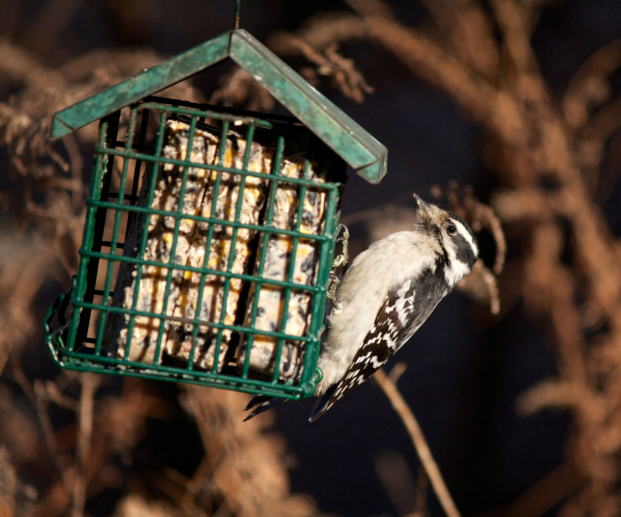 Female downy woodpecker (Picoides pubescens) on suet feeder