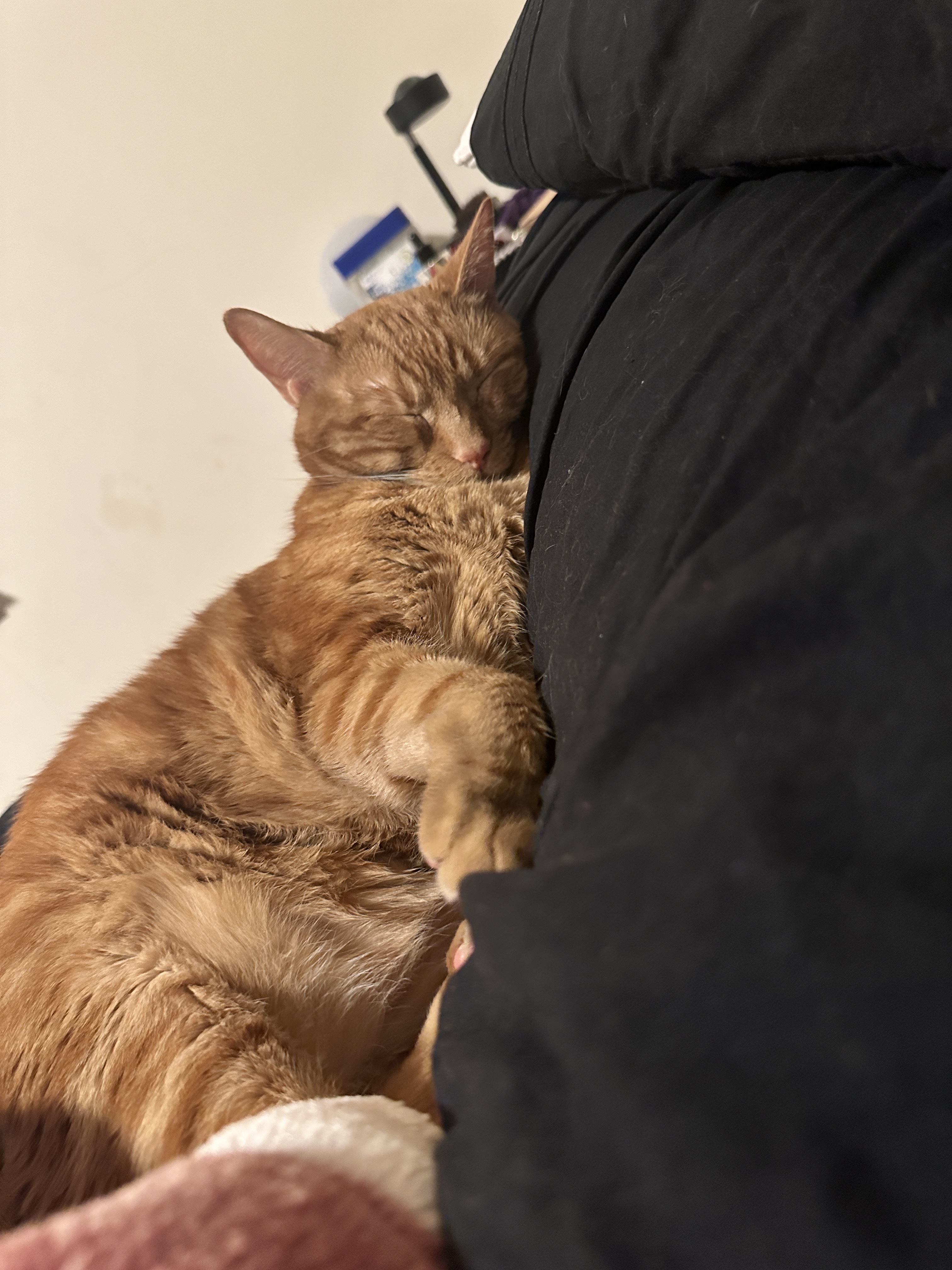 Orange cat sleeping on black pillow