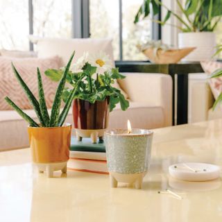 A burning candle and aloe plant on a table