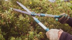 Gloved hands using large garden shears on a hedge