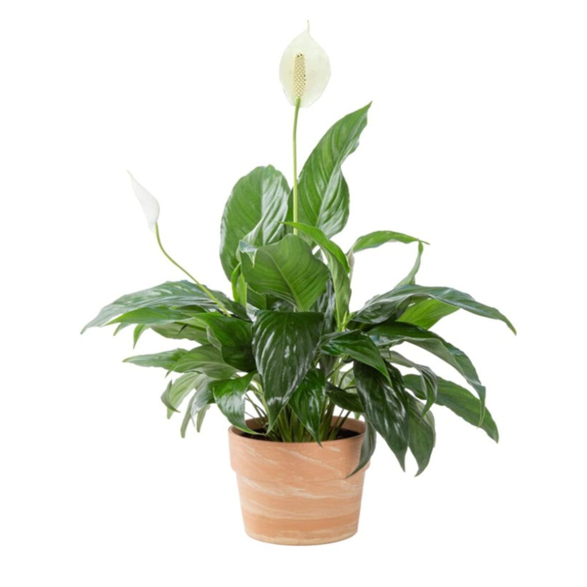 Tanaman lily perdamaian dalam pot terakota