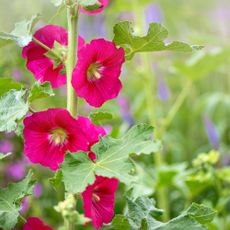 Close-up image of the beautiful summer flowering Hollyhock vibrant red flowers in hazy sunshine 