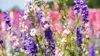 Delphiniums