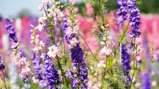 Pink and purple delphinium best cottage garden plants for borders and beds