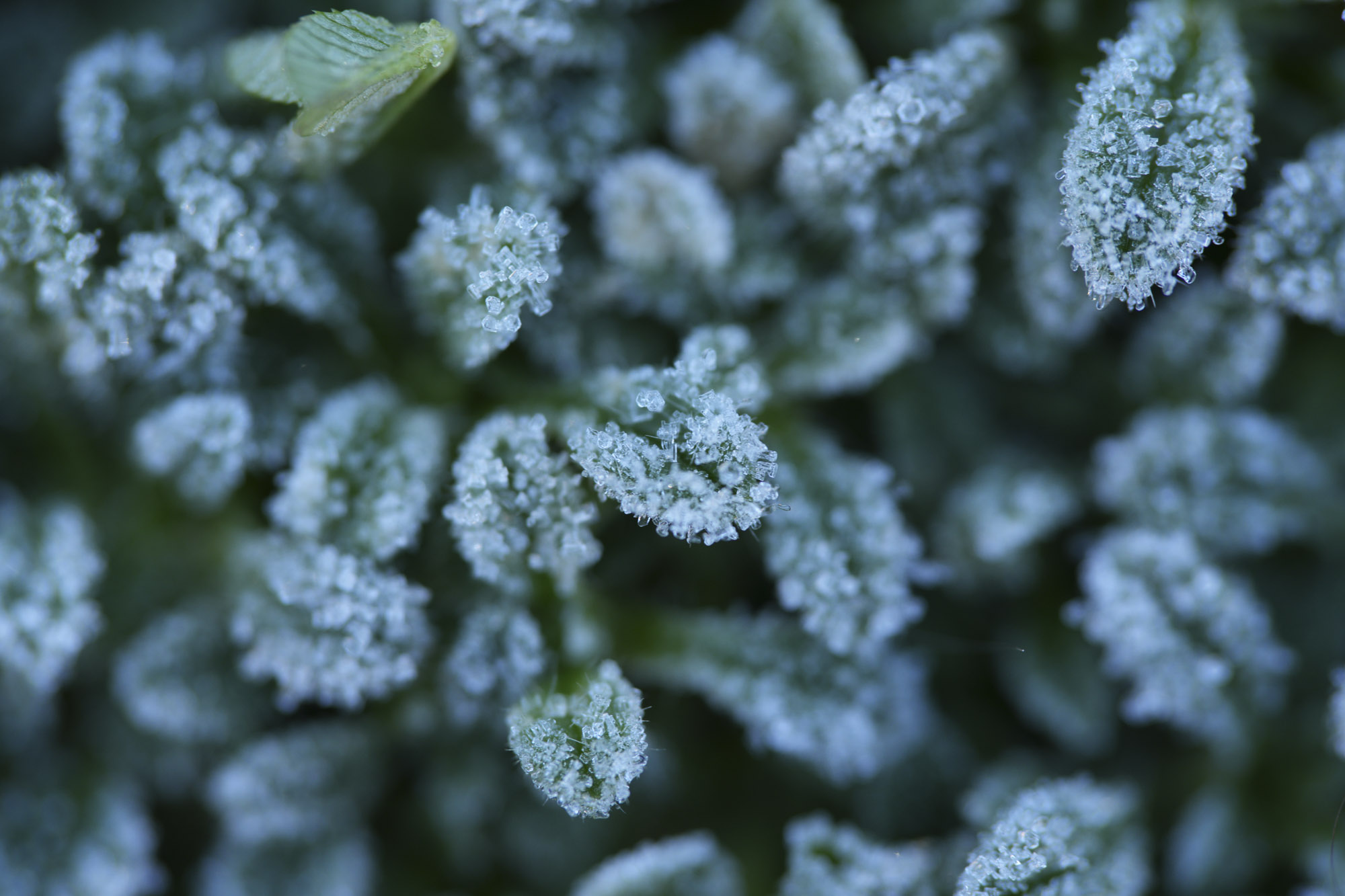 A test shot with the Sony FE 100mm f/2.8 Macro GM OSS showing its macro capabilities on some outdoor subjects