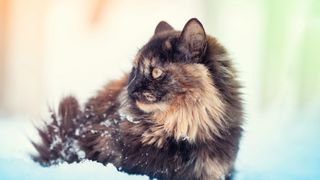 Siberian tortie cat in snow