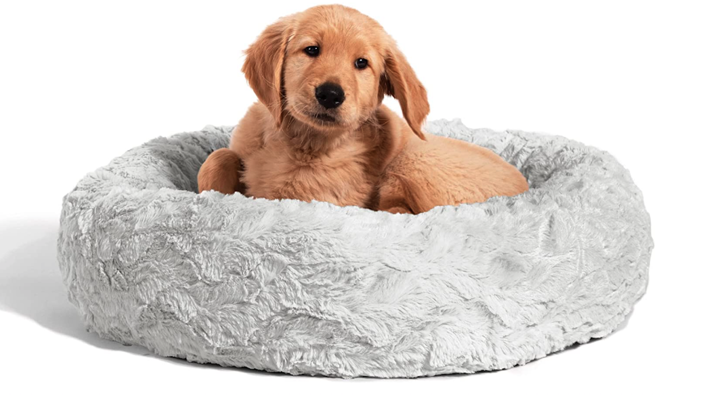 Labrador puppy in donut dog bed