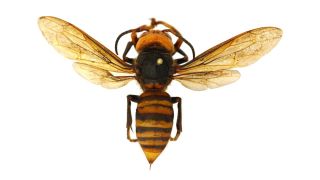 Asian giant hornets, the world's biggest hornet, attack and destroy honey bee hives, killing tens of thousands of bees in just a few hours.