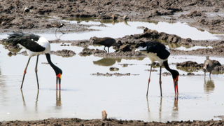 Saddle-billed storks in Africa forage with their beaks partly under water. Perhaps, Spinosaurus hunted the same way. 
