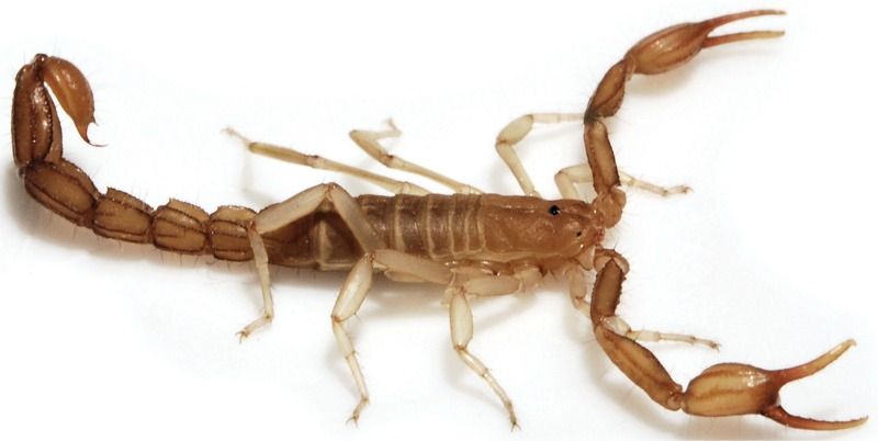 scorpion discovered, scorpion death valley, species discovery, scorpion news, animals, Death Valley species